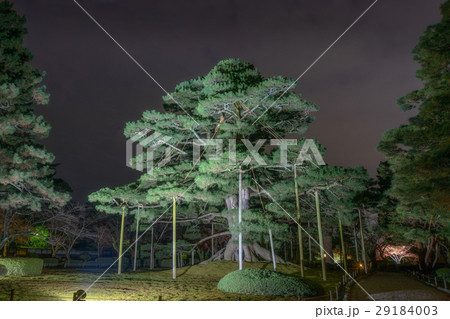 ライトアップされた根上り松 29184003