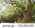 熱田神宮の大楠 29184290