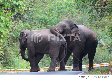 野生のアジアゾウ 29184567