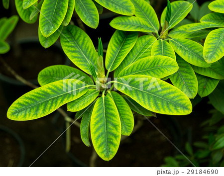 Green leaf texture. Leaf texture background 29184690
