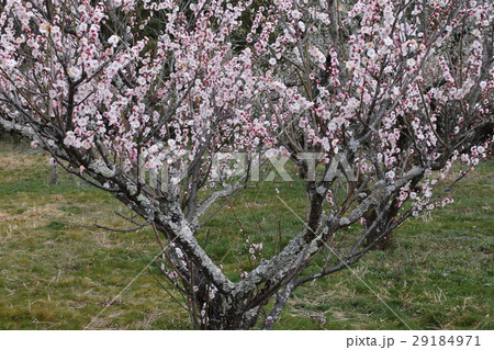 青谷梅林 29184971