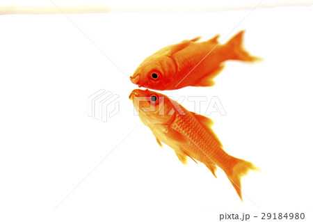 金魚 29184980
