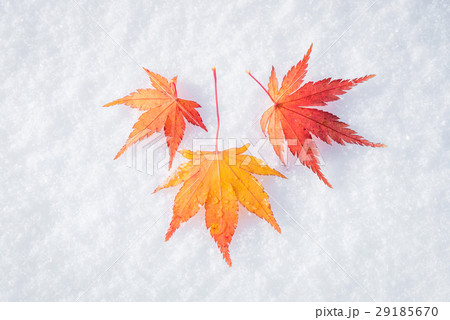 Colourful maple leave falling on fresh white snow  29185670