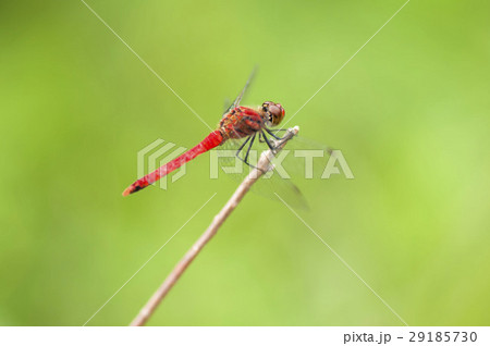ナツアカネ ナツアカネ 29185730
