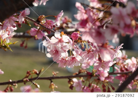 桜の花 河津桜 穂谷川河川敷 大阪府枚方市の写真素材
