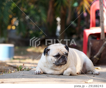 portraits photo of a lovely white fat cute pug dog 29188243