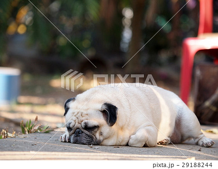 portraits photo of a lovely white fat cute pug dog portraits photo of a lovely white fat cute pug dog 29188244