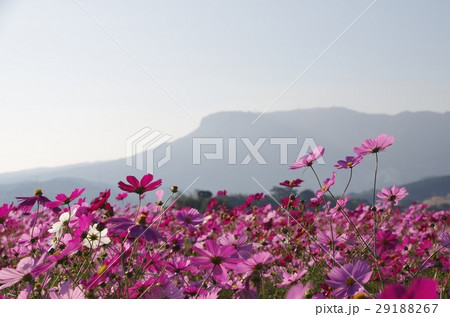 三光コスモス園 29188267