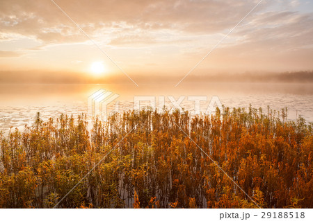 Sunrise at foggy lake 29188518