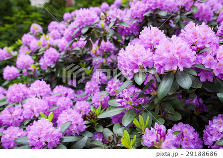 Rhododendron flower bush blooming 29188686