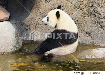 Giant panda sitting in water Giant panda sitting in water 29188812