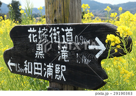 房総・和田浦の春 29190363