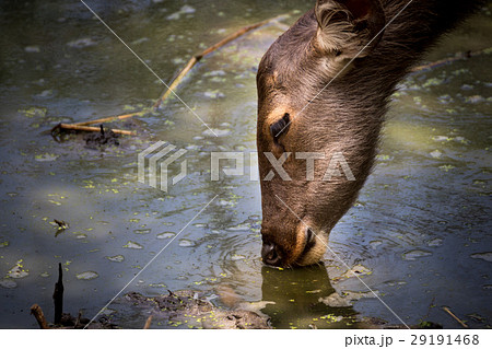 Portrait of deer from Thailand 29191468