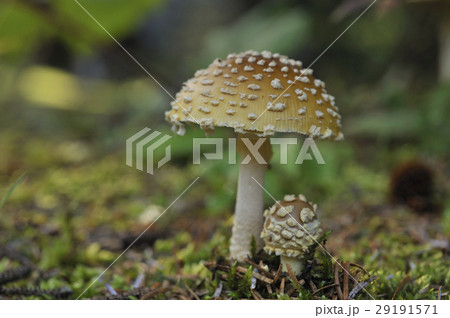 テングタケ テングタケ 29191571