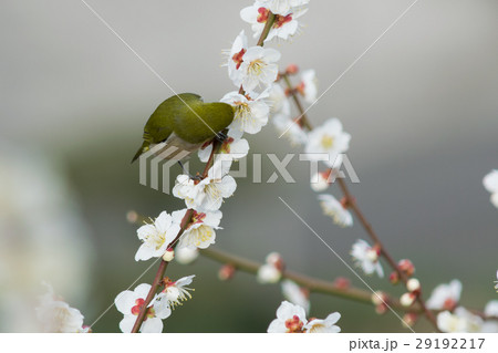 南高梅の花に来たメジロ　吸蜜頭側 29192217