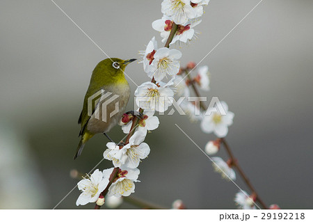 南高梅の花に来たメジロ 横顔の写真素材