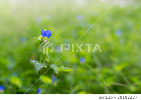 ツユクサの花　一輪にピント 29192227