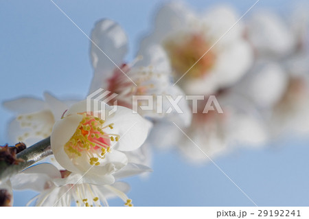 梅 南高梅の花 下から 花多めの写真素材