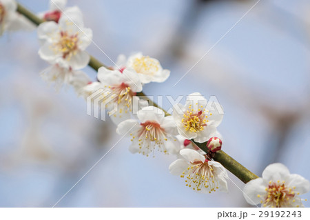 梅　南高梅の花　横から　背景枝あり 29192243