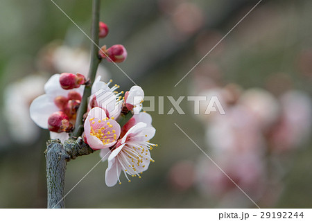 梅　鶯宿梅の花　一枝　剪定部分 29192244