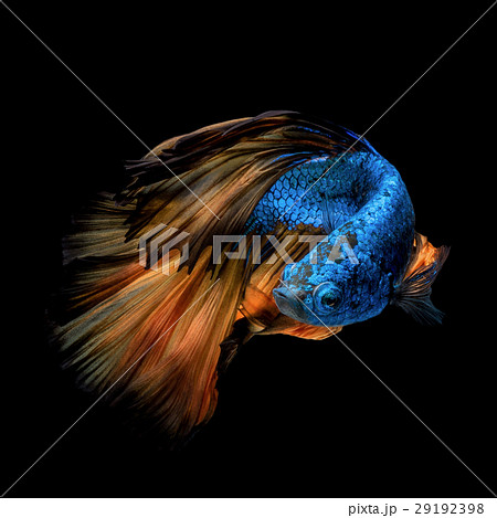 Colourful Siamese fighting fish in movement 29192398