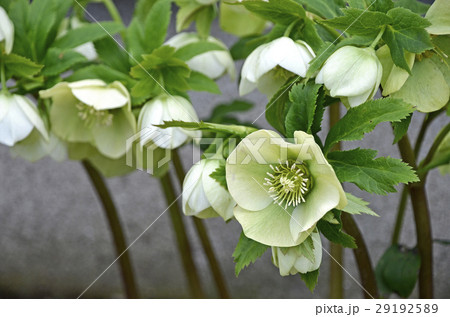 クリスマスローズ 29192589