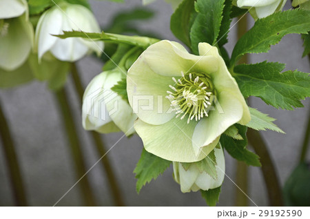 クリスマスローズ 29192590