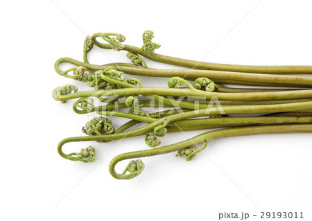 わらび一束 わらび一束 29193011