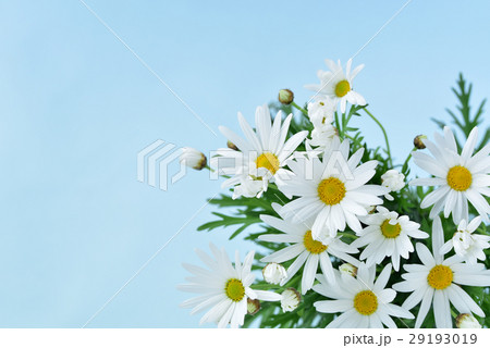 マーガレットの花束 29193019