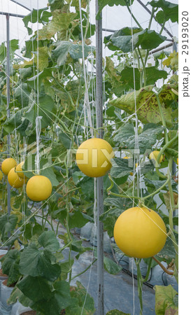 Yellow Cantaloupe melon Yellow Cantaloupe melon 29193020