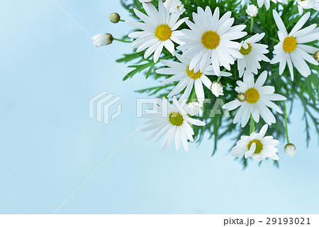 マーガレットの花束 マーガレットの花束 29193021