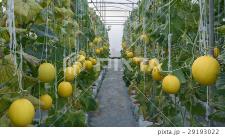Yellow Cantaloupe melon 29193022