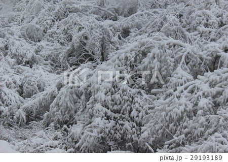 樹氷 樹氷 29193189