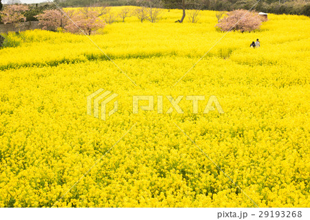 渥美半島・菜の花畑にて 29193268
