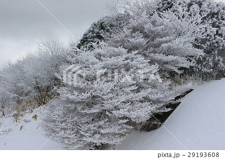 牧ノ戸峠の樹氷 29193608