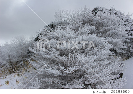 牧ノ戸峠の樹氷 29193609