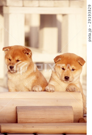 かわいい子犬 かわいい子犬 29193829