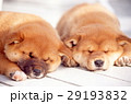 かわいい子犬 29193832