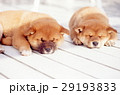 かわいい子犬 29193833