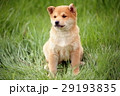 かわいい子犬 29193835