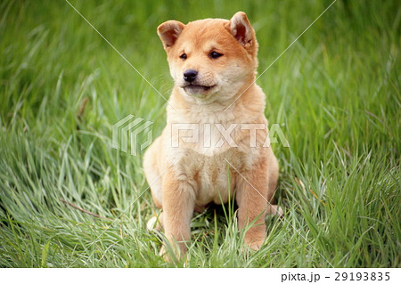 かわいい子犬 かわいい子犬 29193835