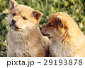 かわいい子犬 29193878