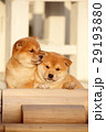 かわいい子犬 29193880