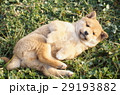 かわいい子犬 29193882