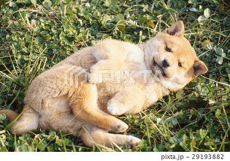 かわいい子犬 かわいい子犬 29193882