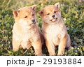 かわいい子犬 29193884