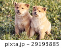 かわいい子犬 29193885
