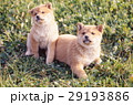 かわいい子犬 29193886