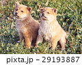 かわいい子犬 29193887