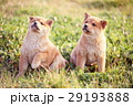 かわいい子犬 29193888